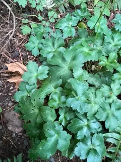 wood sanicle thumbnail 4