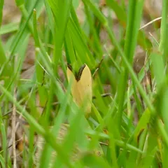 Black-bordered Lemon Moth thumbnail 2