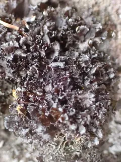 Rose-petalled Jellyskin Lichen thumbnail 2