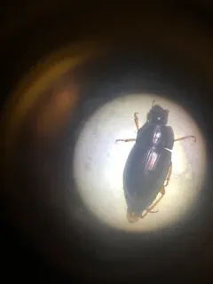 Social Sun Beetle thumbnail 1