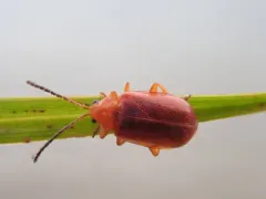 Tricholochmaea kalmiae thumbnail 3