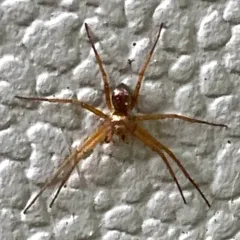 Metallic Crab Spider thumbnail 4