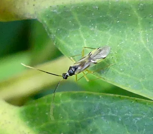 Tupiocoris rhododendri