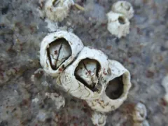 Ivory Barnacle thumbnail 2
