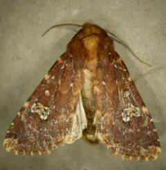 German Cousin Moth thumbnail 2