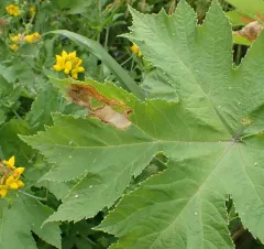Parsnip Leaf Miner thumbnail 3