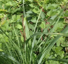 big-leaf sedge thumbnail 3