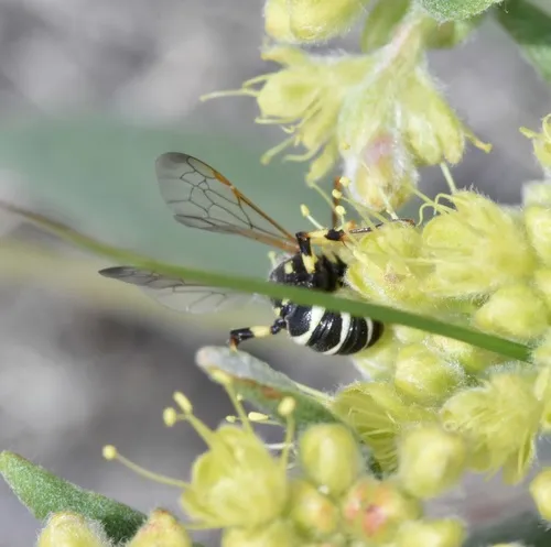 Cerceris occipitomaculata