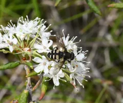 Yellow-spotted Pond Fly thumbnail 2