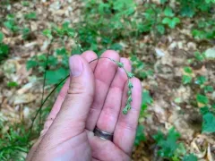 silvery-flowered sedge thumbnail 3