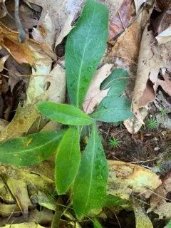 Beaked Hawkweed thumbnail 3