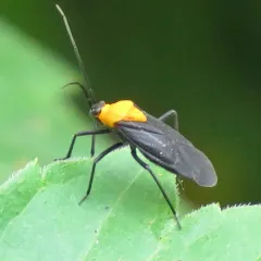 Prepops insitivus thumbnail 2
