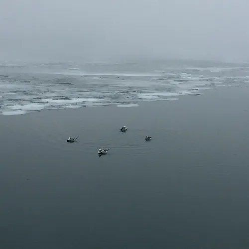 Long-tailed Duck