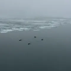 Long-tailed Duck thumbnail 1