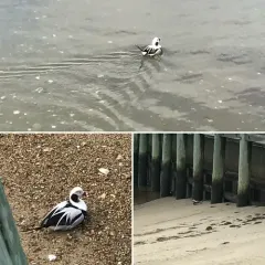 Long-tailed Duck thumbnail 3