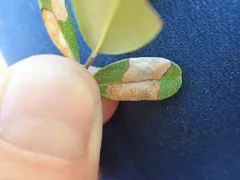 Coleophora ledi thumbnail 2