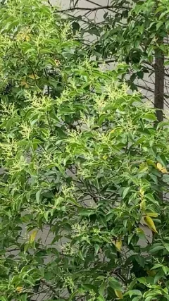 tree privet thumbnail 2