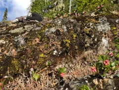 Golden Dot-Lichen thumbnail 2