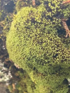 Twisted Grimmia thumbnail 2