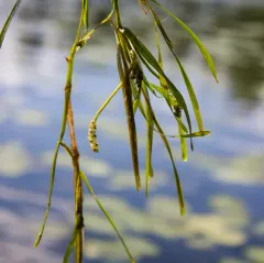 eel-grass pondweed thumbnail 2