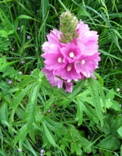 Hairy-stemmed Checker-mallow thumbnail 4