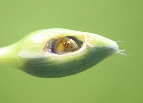 Oulema longipennis
