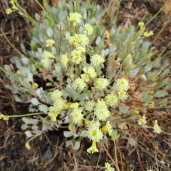 Blue Mountain Buckwheat thumbnail 4