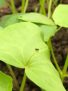 Leptopsilopa varipes thumbnail 3