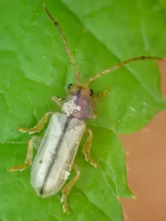 Syneta albida thumbnail 2