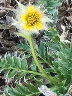 Glacier Avens thumbnail 4