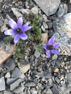 Porcupine River thimbleweed thumbnail 3