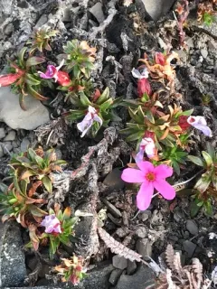 Mackenzie River Douglasia thumbnail 3