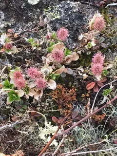 Skeletonleaf Willow thumbnail 2