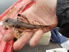Arctic Staghorn Sculpin thumbnail 2
