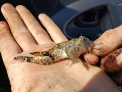 Arctic Hookear Sculpin thumbnail 4