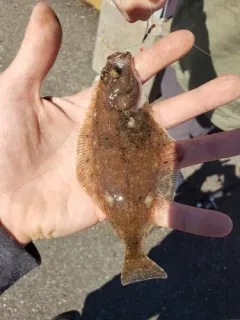 Atlantic Halibut thumbnail 3
