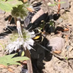 Habropoda cineraria thumbnail 2