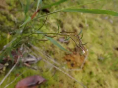California Willowherb thumbnail 4