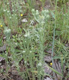 Common Cudweed thumbnail 3