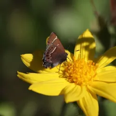Thicket Hairstreak thumbnail 2