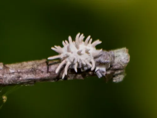 Gibellula leiopus