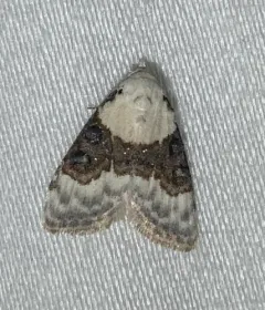 Sharp-blotched Nola Moth thumbnail 2