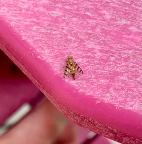Currant Fruit Fly