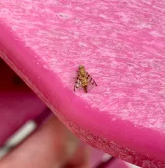 Currant Fruit Fly thumbnail 1