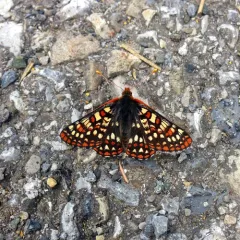 Anicia Checkerspot thumbnail 2