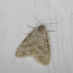 Woolly Nola Moth thumbnail 2