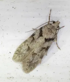 Pseudotelphusa quercinigracella thumbnail 2