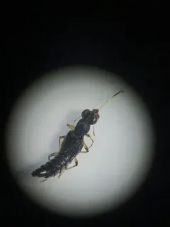Stenus flavicornis thumbnail 2