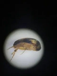 Ornated Tumbling Flower Beetle thumbnail 4