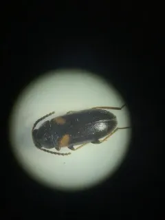 Mycetochara fraterna thumbnail 3